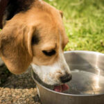 собака пьет воду